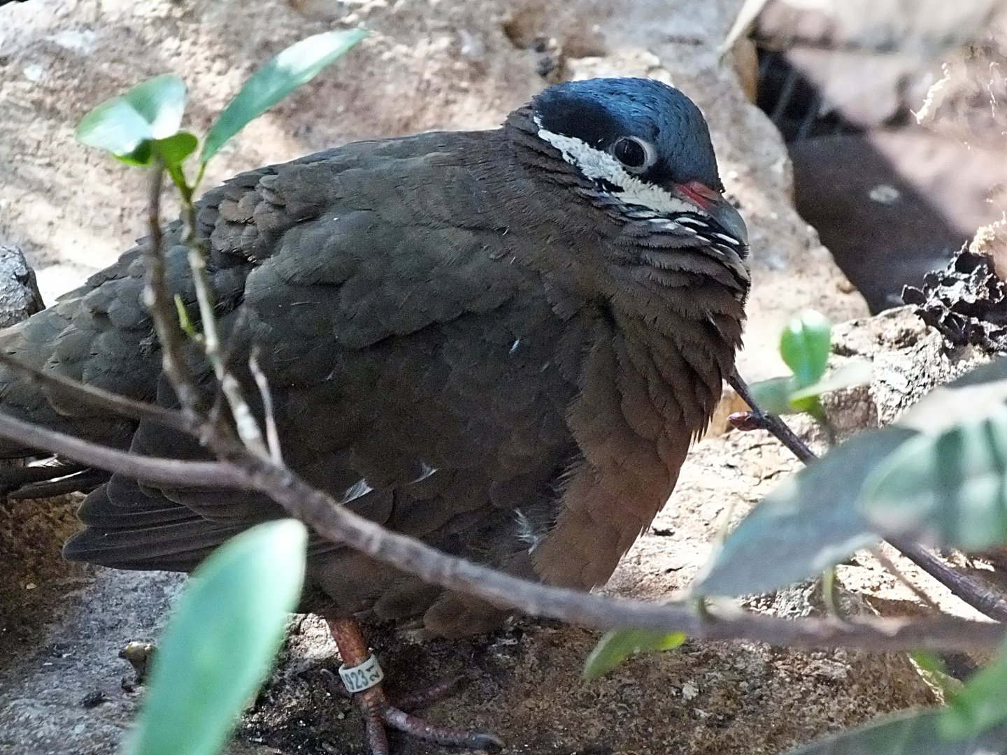 Blue-headed quail-dove