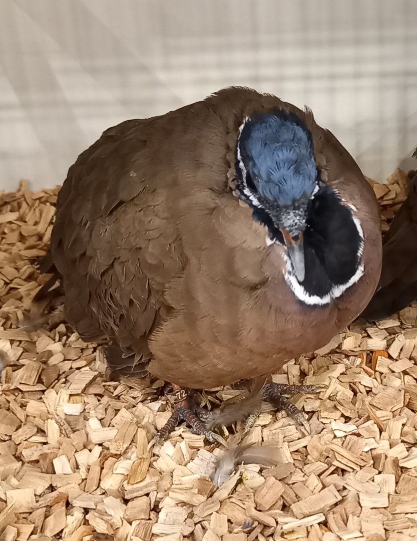 Blue-headed quail-dove