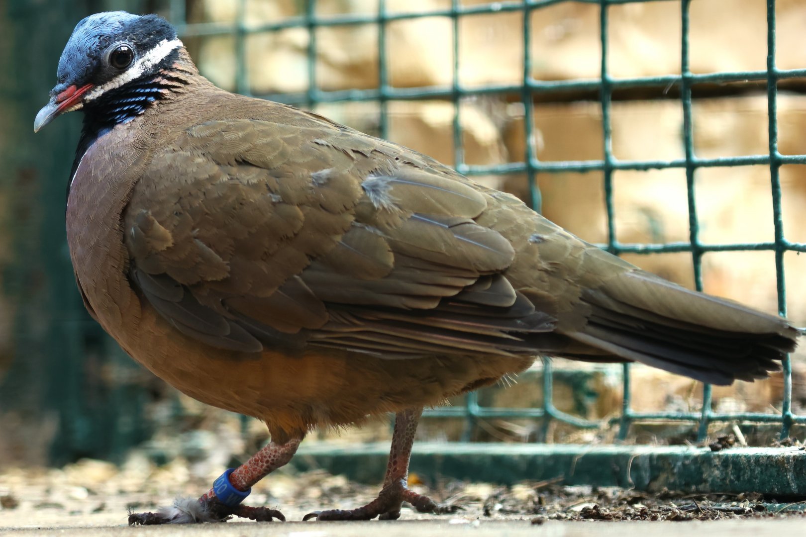 Blue-headed quail-dove