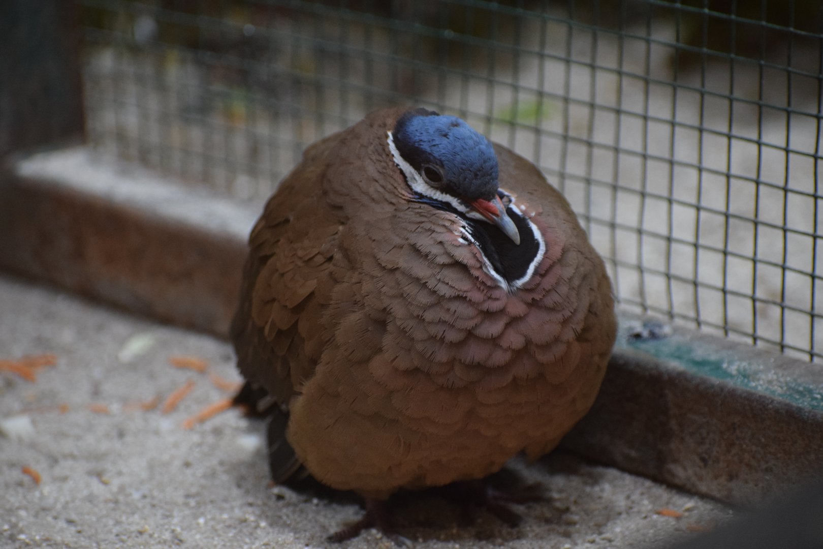 Blue-headed quail dove