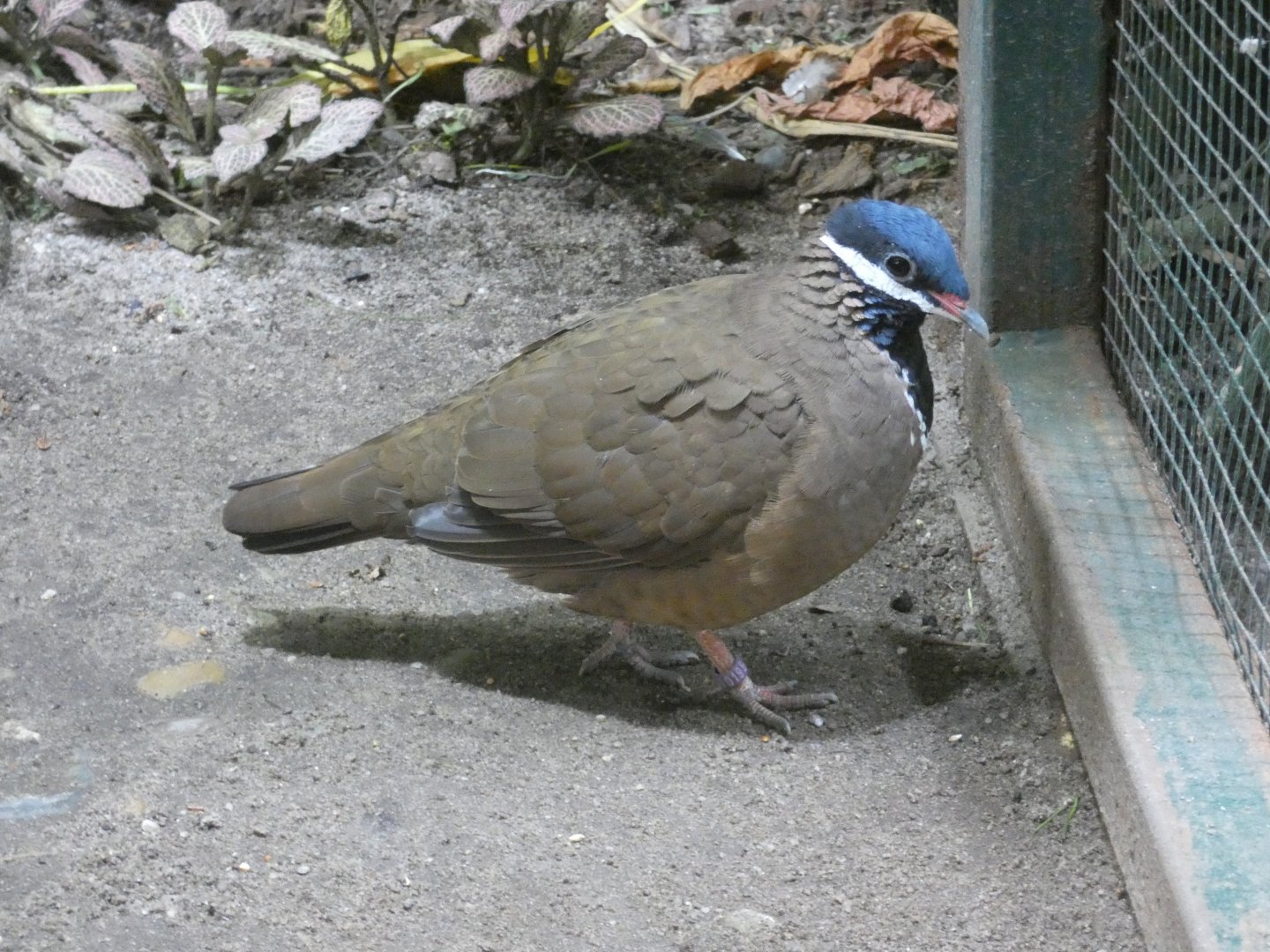 Blue-headed quail-dove