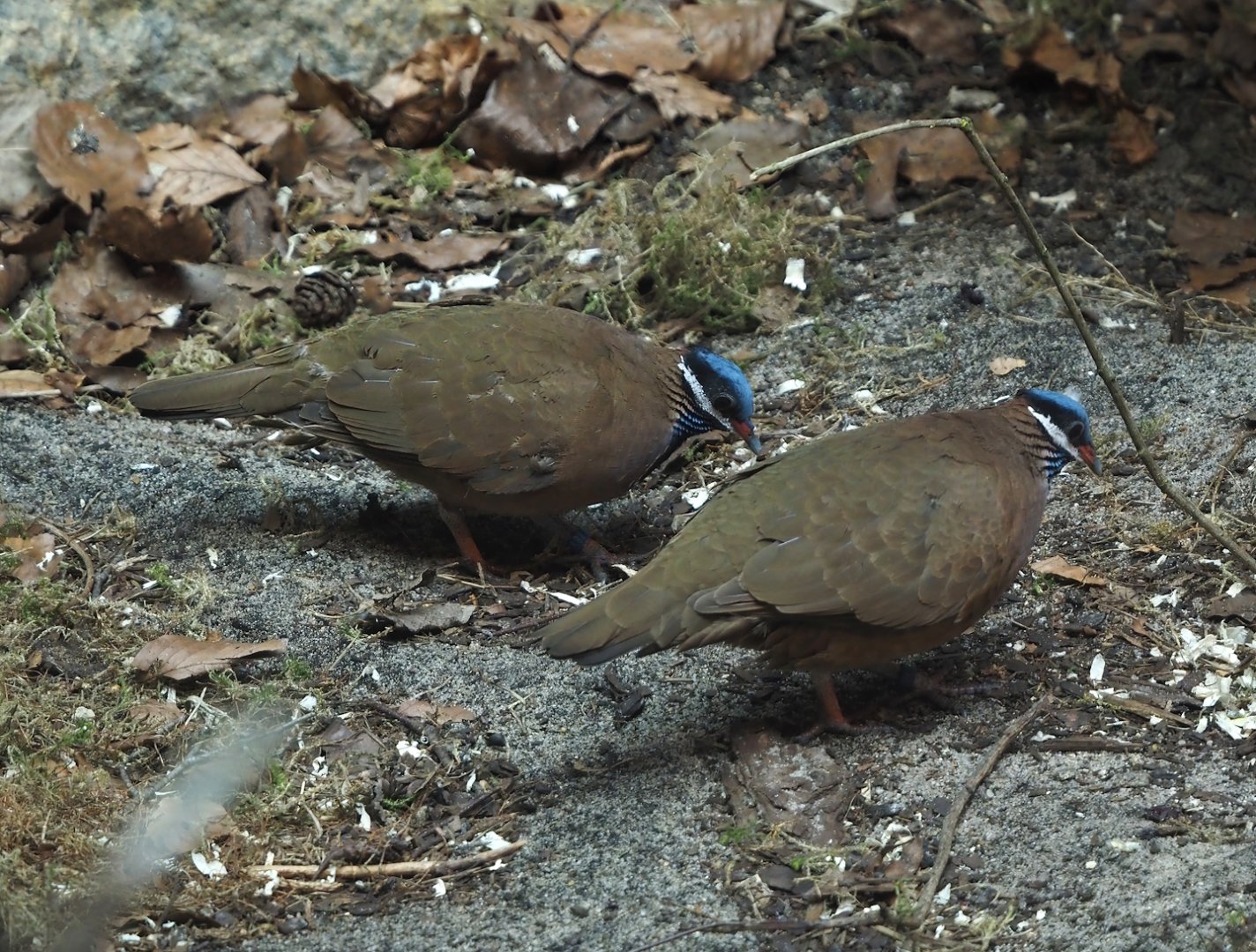 Blue-headed quail-doves (Starnoenas cyanocephala), 2024-05-23
