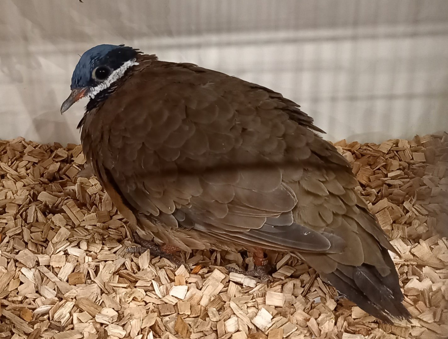 Blue-headed quial-dove