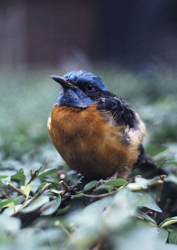 Blue-headed rock thrush 1972
