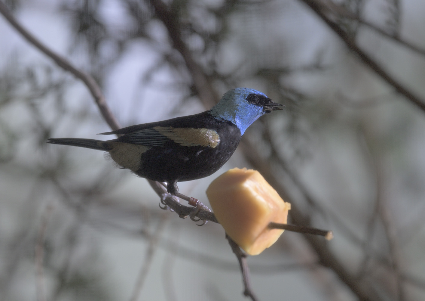 Blue-headed tanager