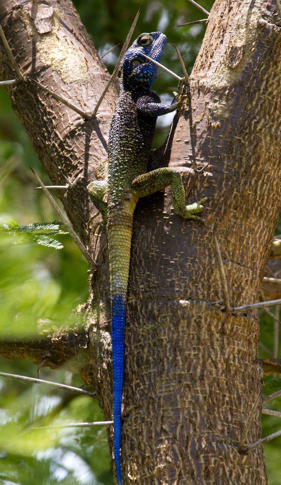 Blue-headed Tree Agama