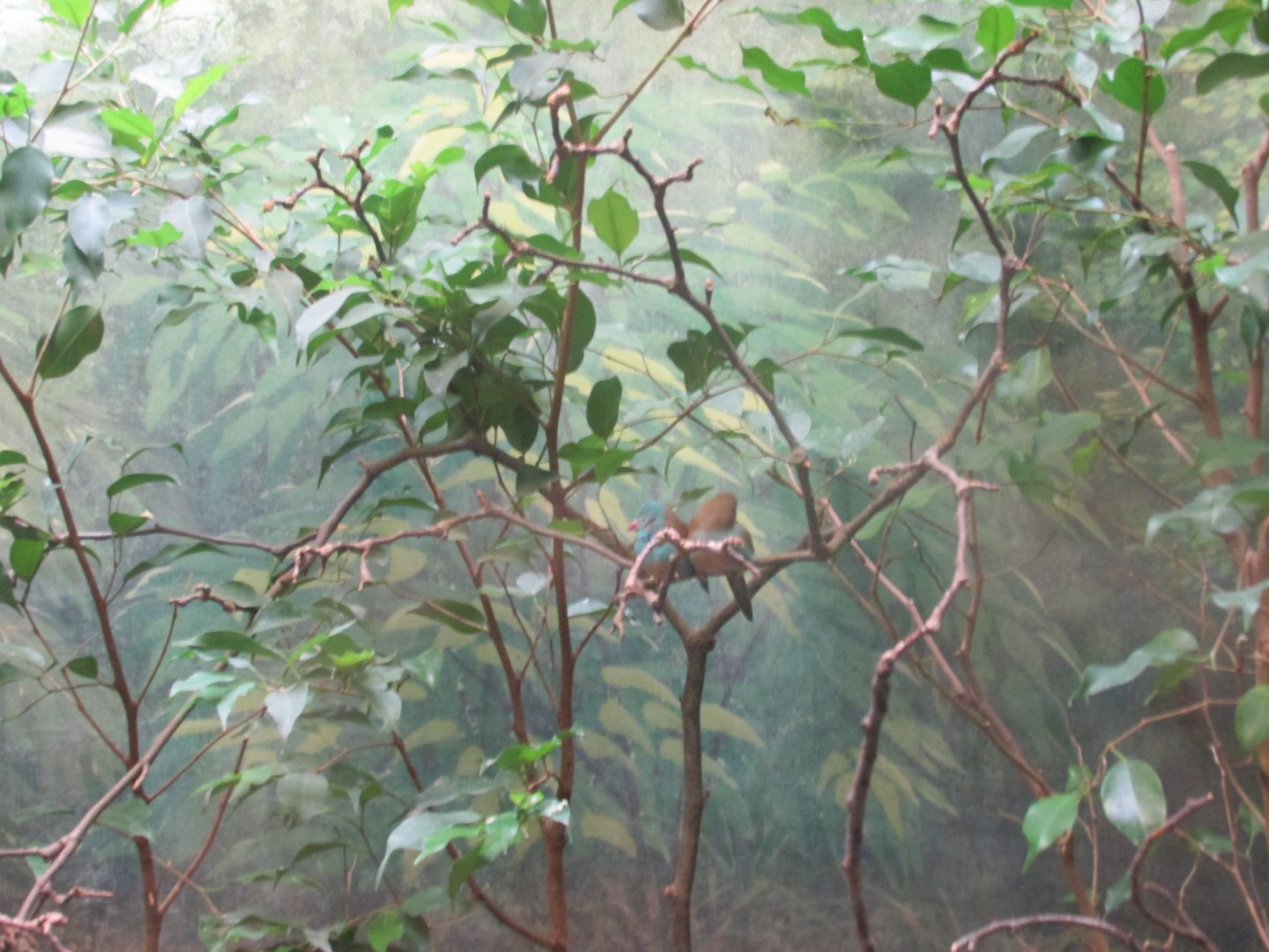 blue headed waxbill exhibit