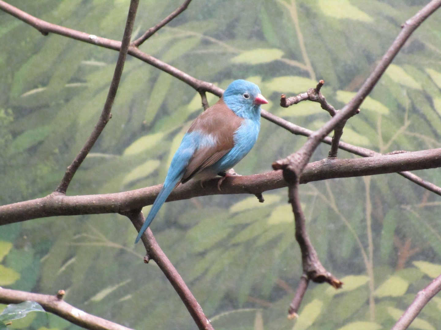 Blue-headed Waxbill