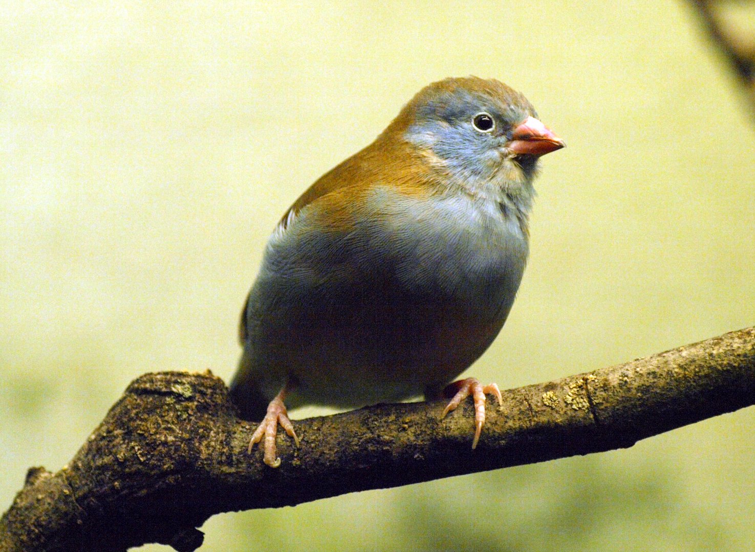 Blue-headed waxbill