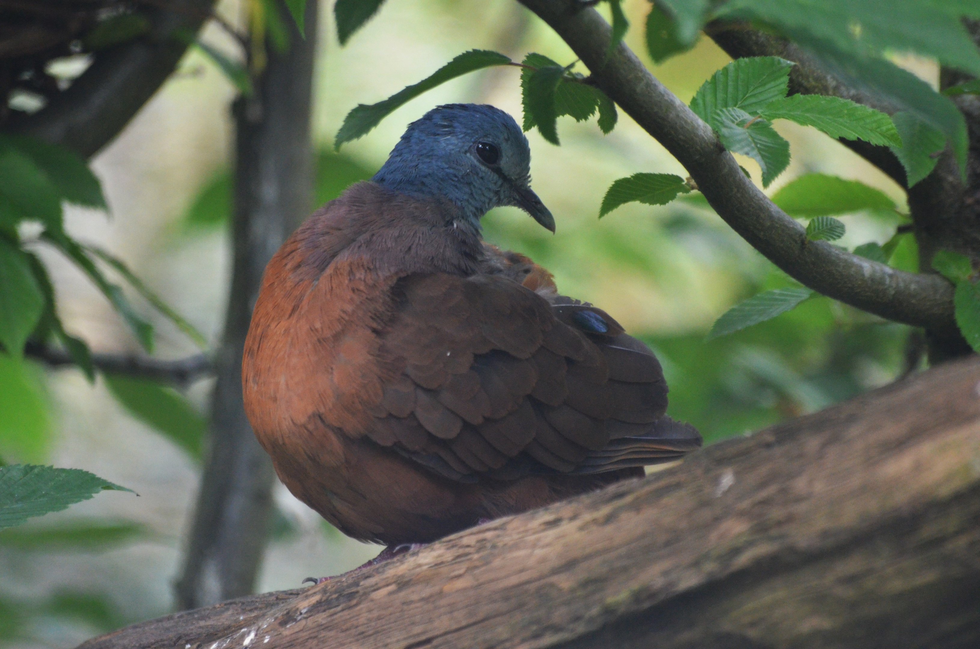 Blue-headed Wood Dove at Clères, 16/06/18