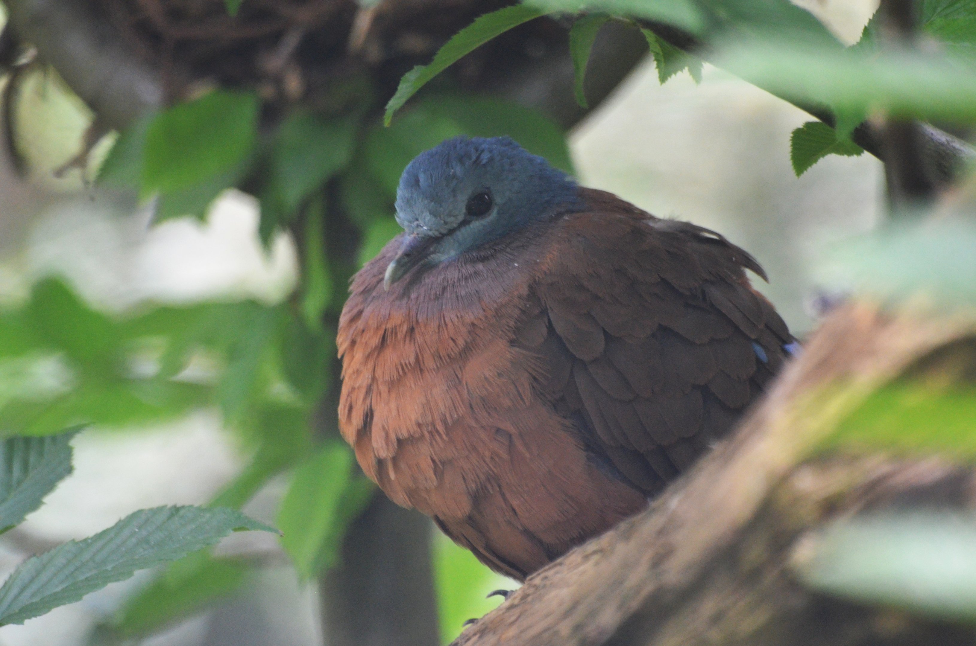 Blue-headed Wood Dove at Clères, 16/06/18