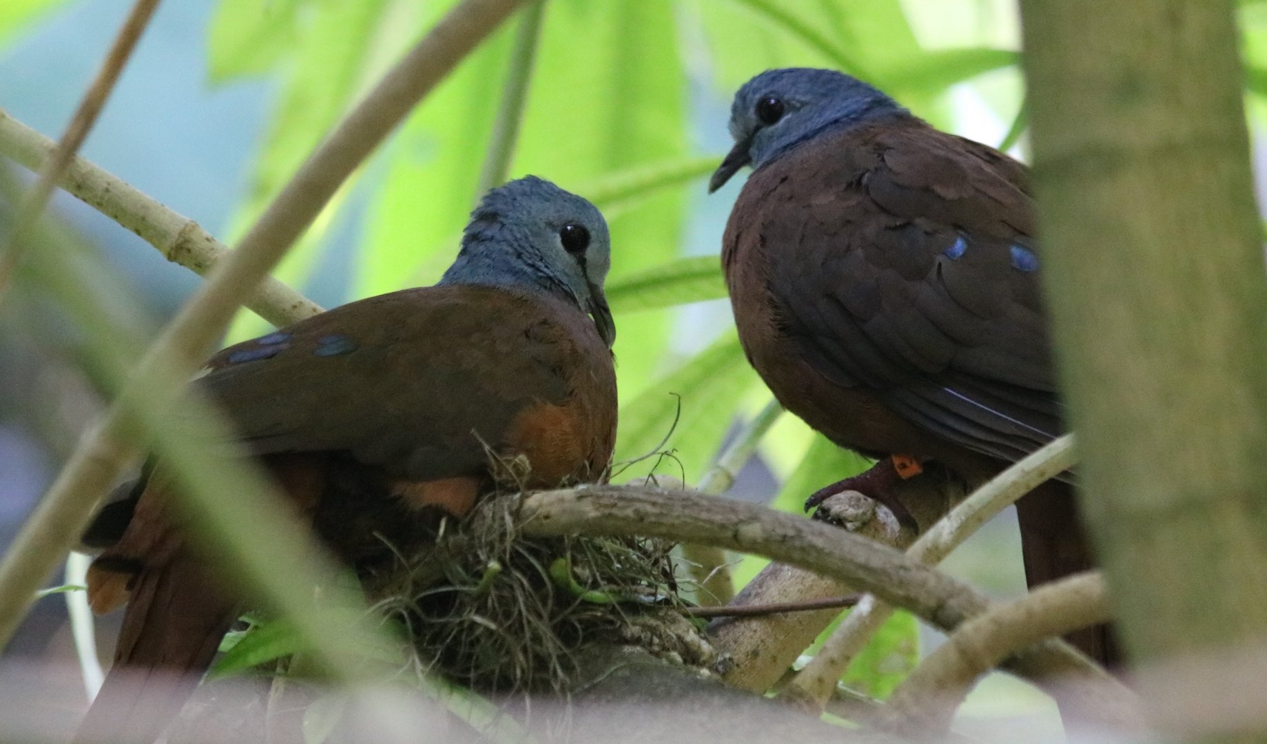 Blue-headed Wood-dove Pair on Nest