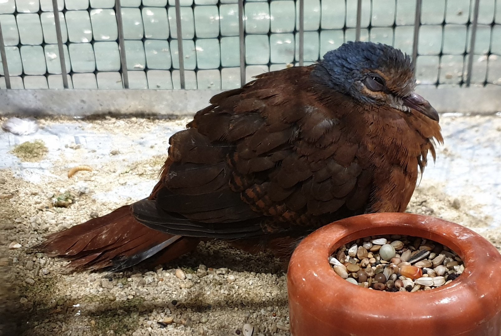 Blue-headed wood-dove - Turtur brehmeri