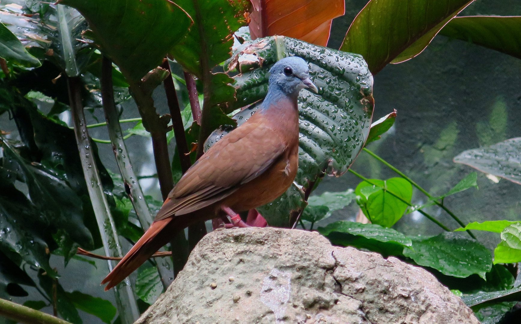 Blue-Headed Wood Dove (Turtur brehmeri)