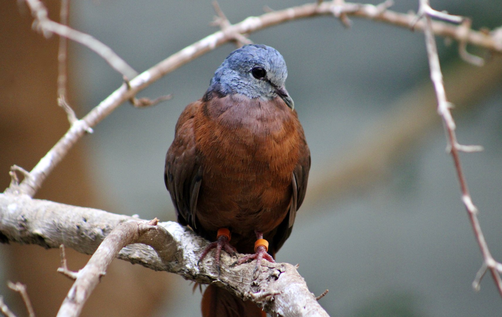 Blue-Headed Wood Dove (Turtur brehmeri)