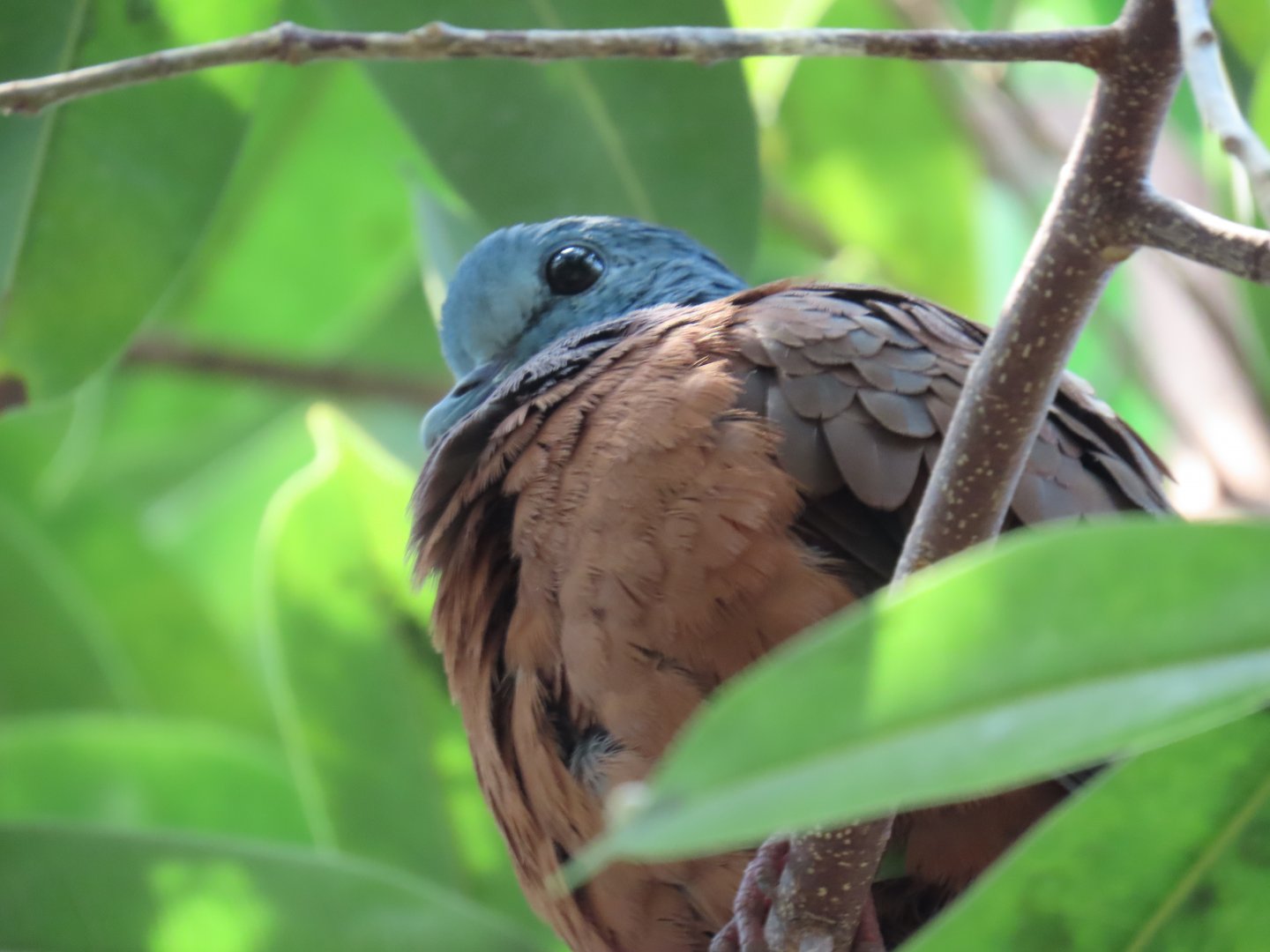 Blue-headed Wood-dove (Turtur brehmeri)