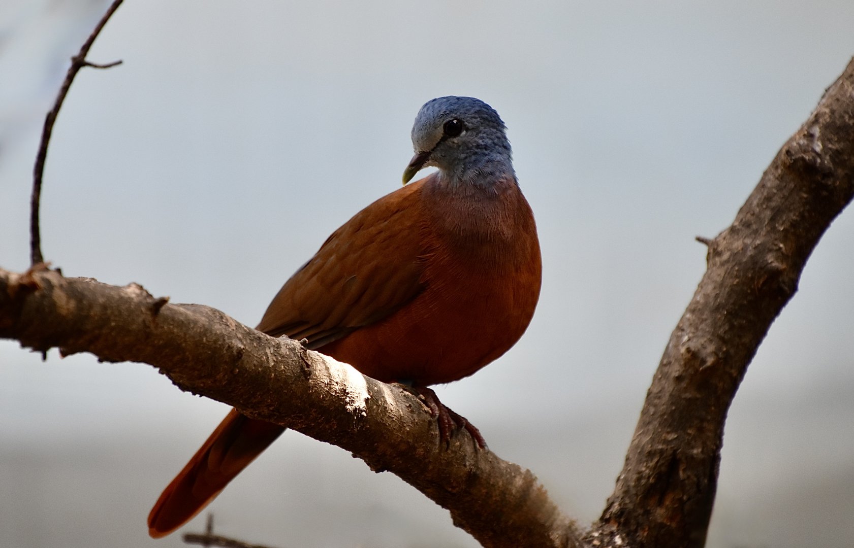 Blue-Headed Wood Dove (Turtur brehmeri)