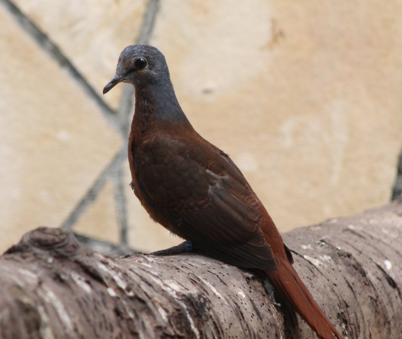 Blue-headed wood-dove