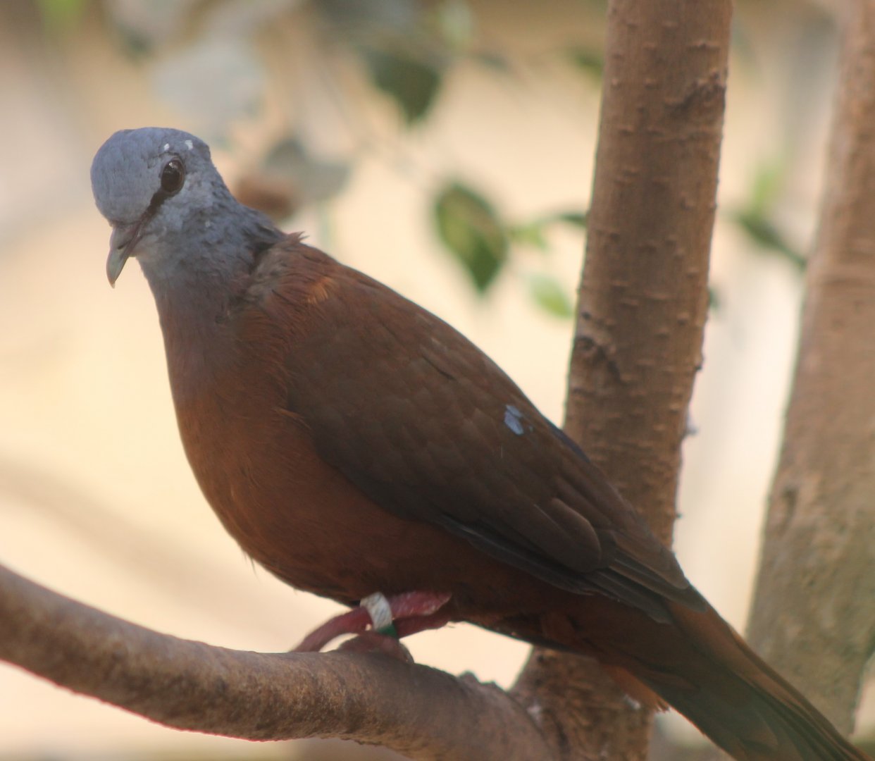 Blue-headed wood-dove