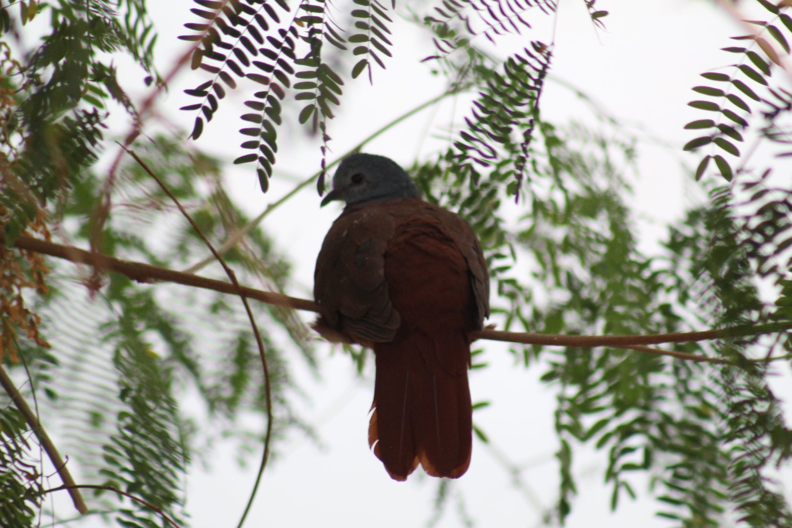 Blue-Headed Wood-Dove