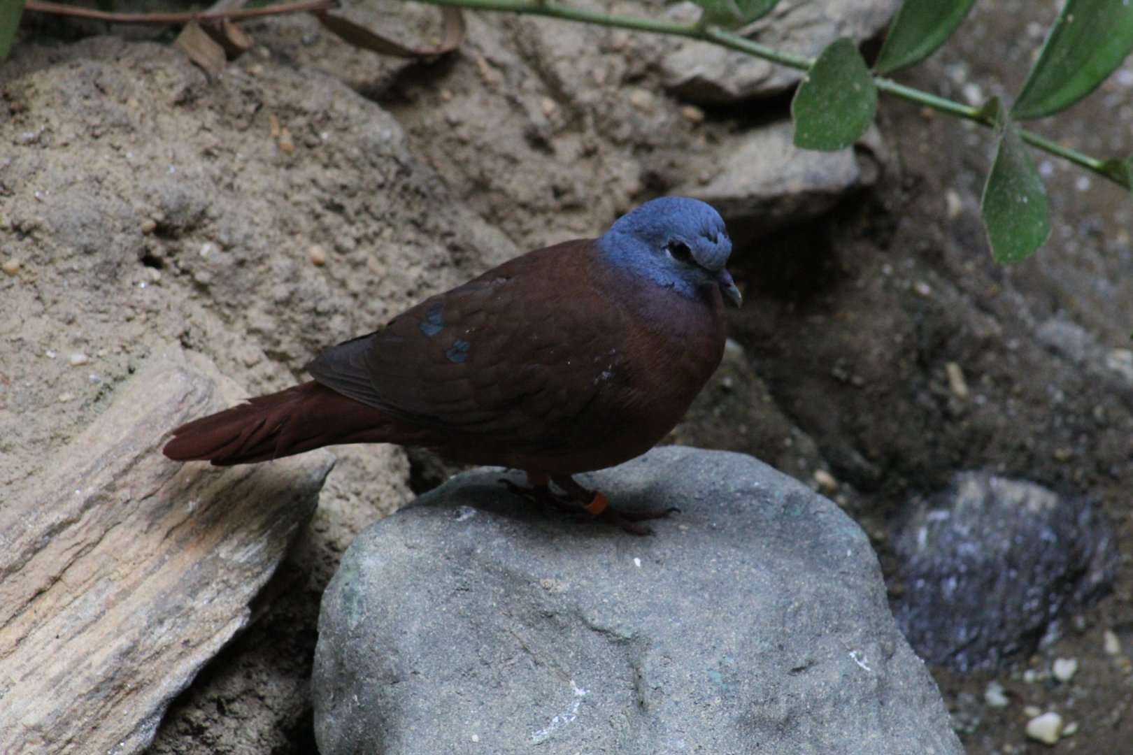 Blue-Headed Wood-Dove