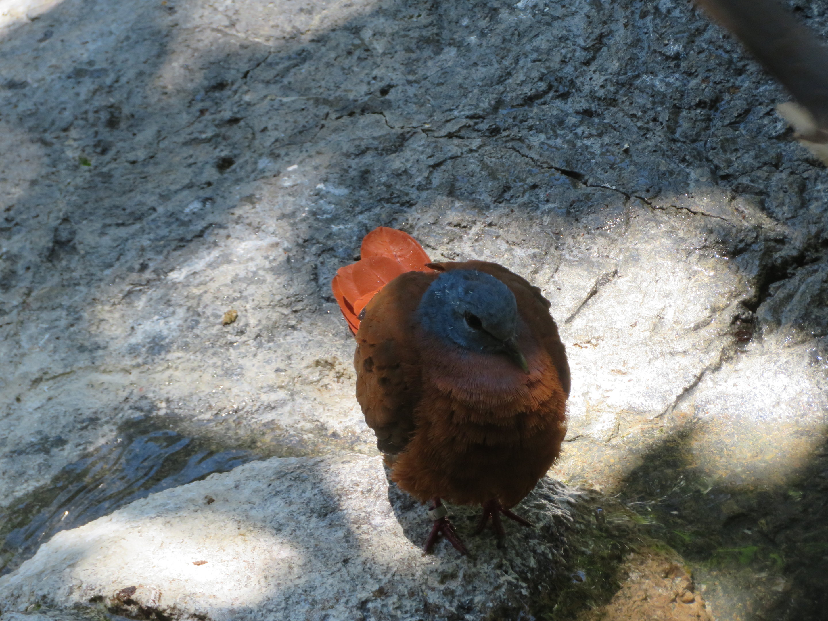 Blue-headed Wood Dove