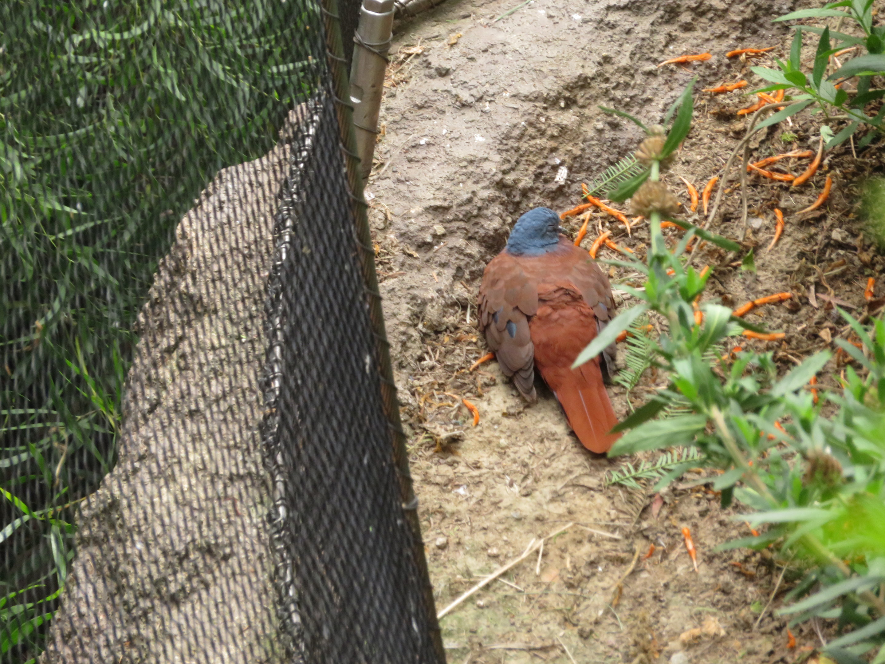 Blue-headed Wood Dove