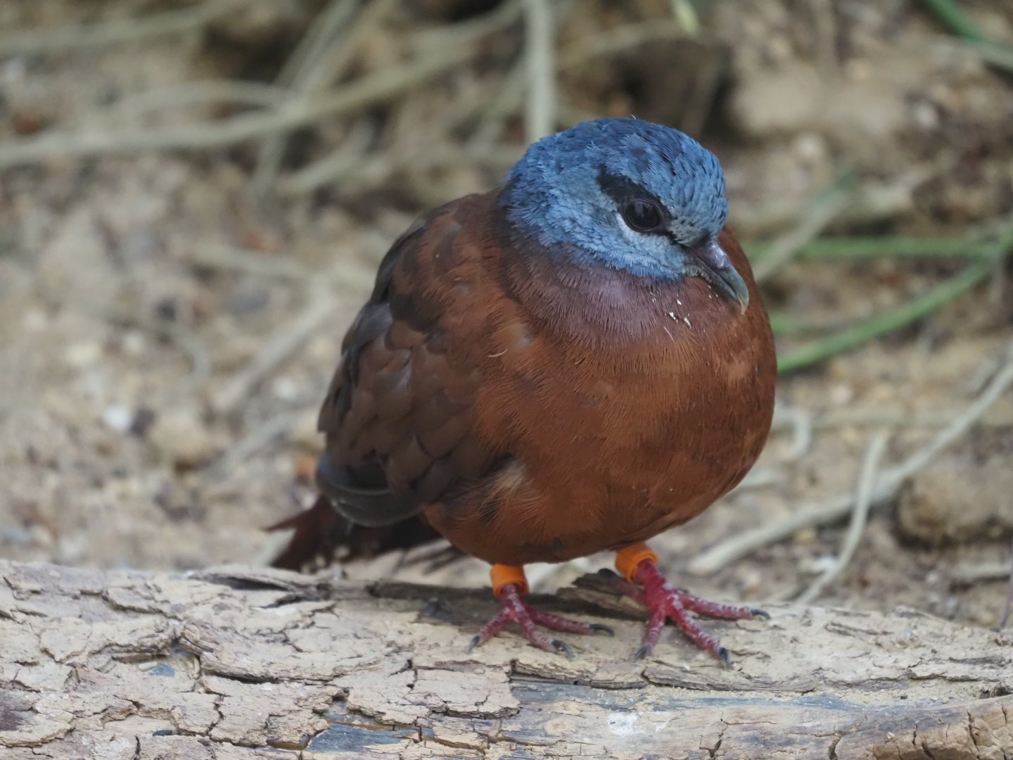 Blue-Headed Wood Dove