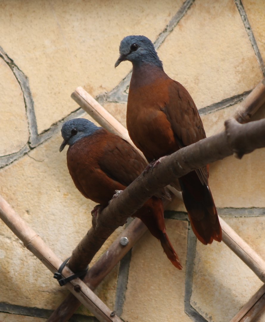 Blue-headed wood-doves