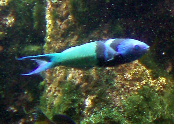 Blue-headed Wrasse (Thalassoma bifasciatum)