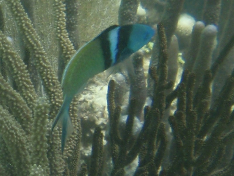 Blue-headed wrasse (Thalassoma bifasciatum)