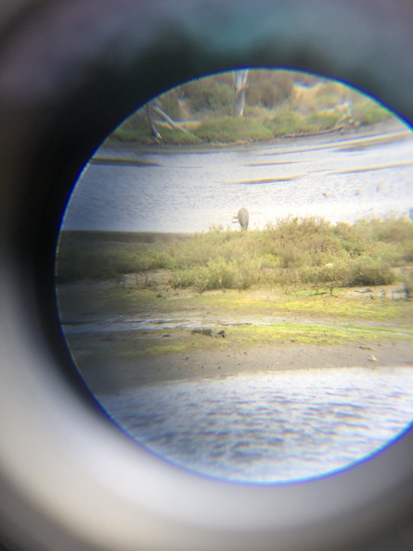 Blue Heron and Green Heron