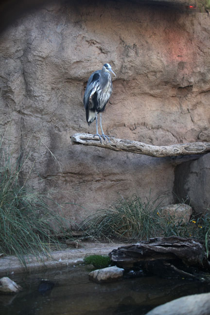 blue heron exhibit
