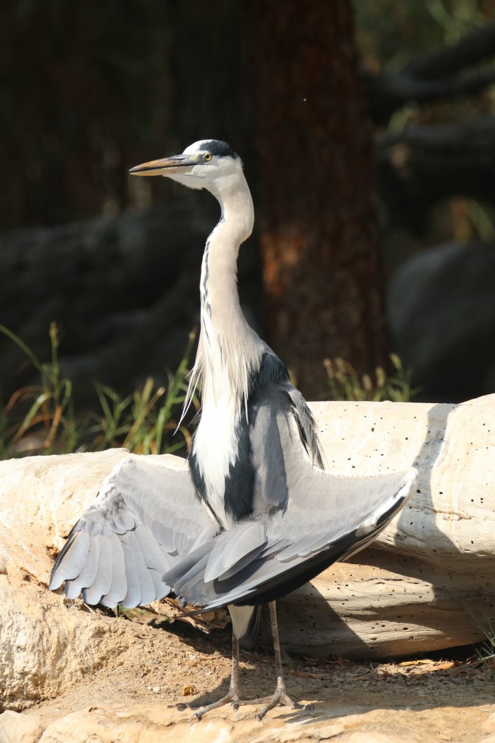 Blue heron, Khor Kalba Mangroove Centre