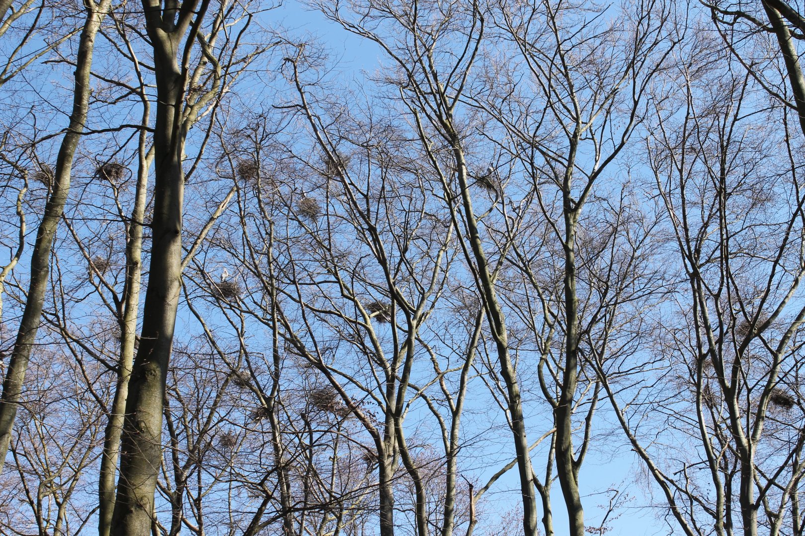 Blue heron nesting-colony