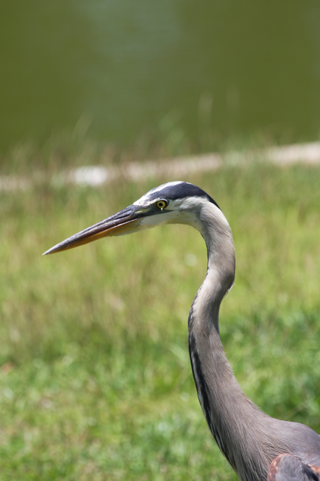 Blue Heron