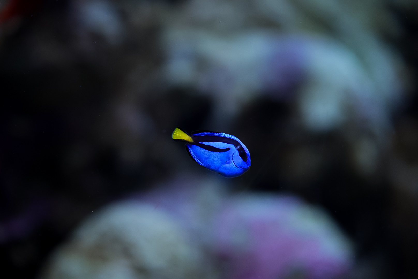 Blue Hippo Tang (baby)