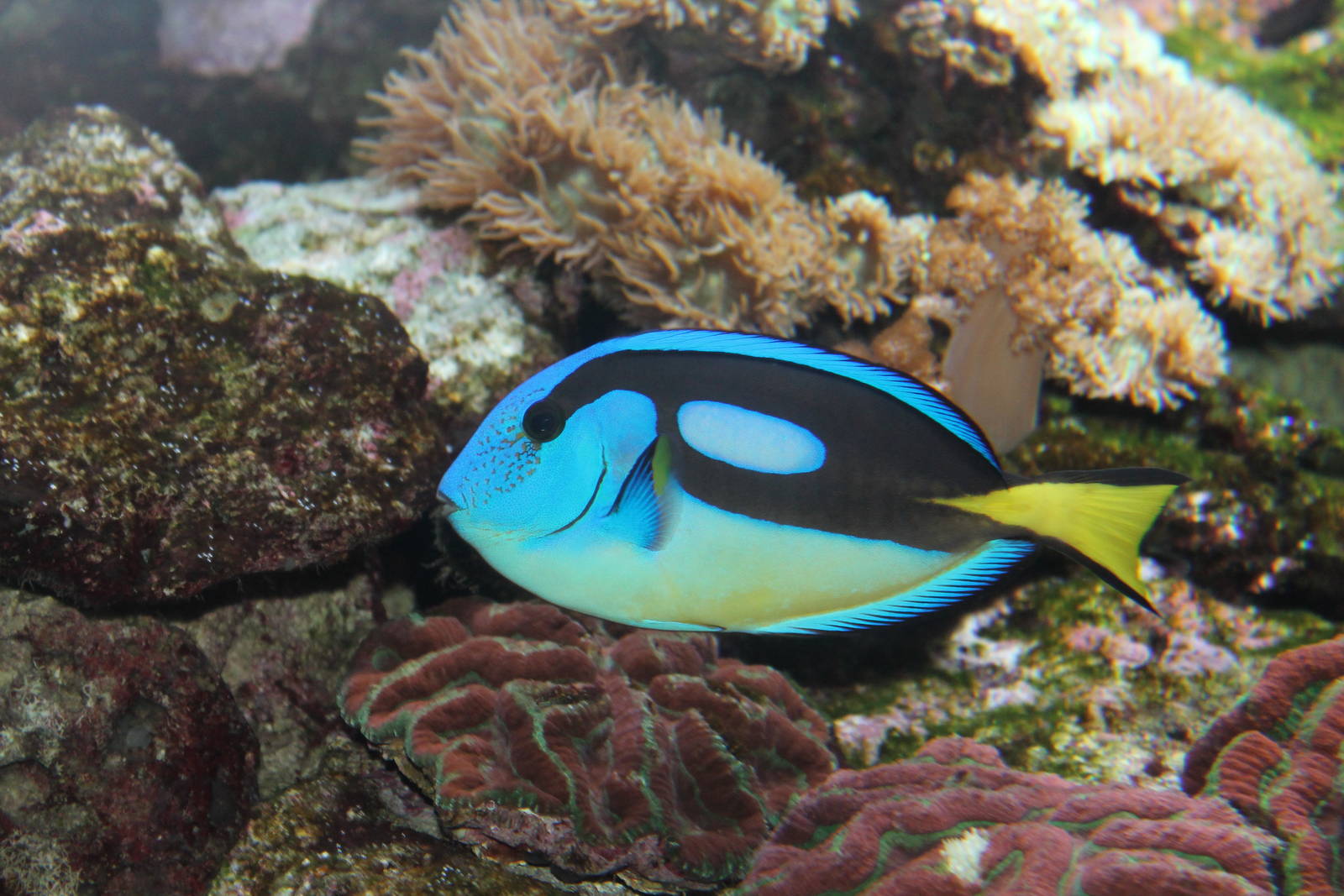 Blue Hippo Tang