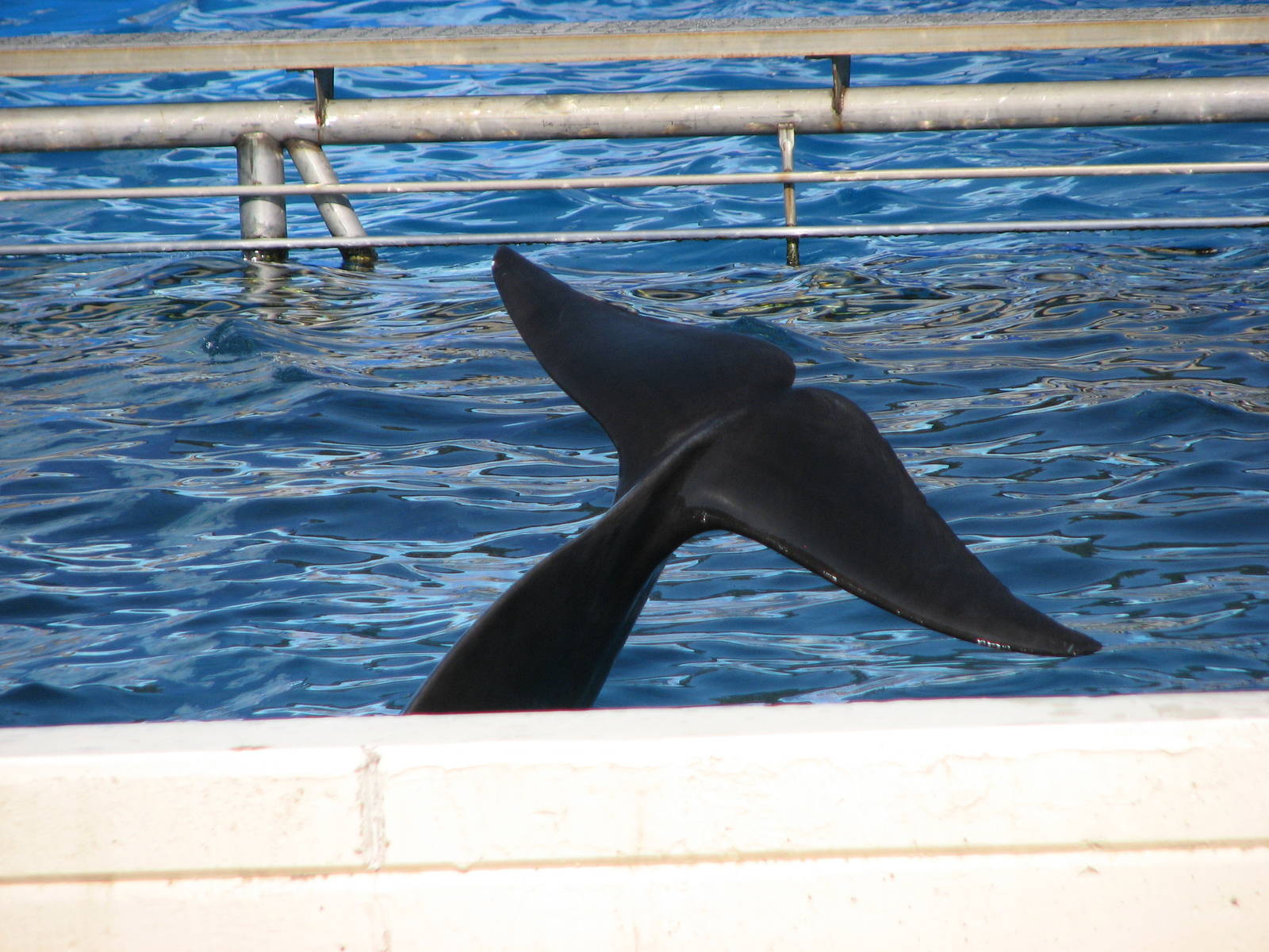 Blue Horizons - Short-finned pilot whale