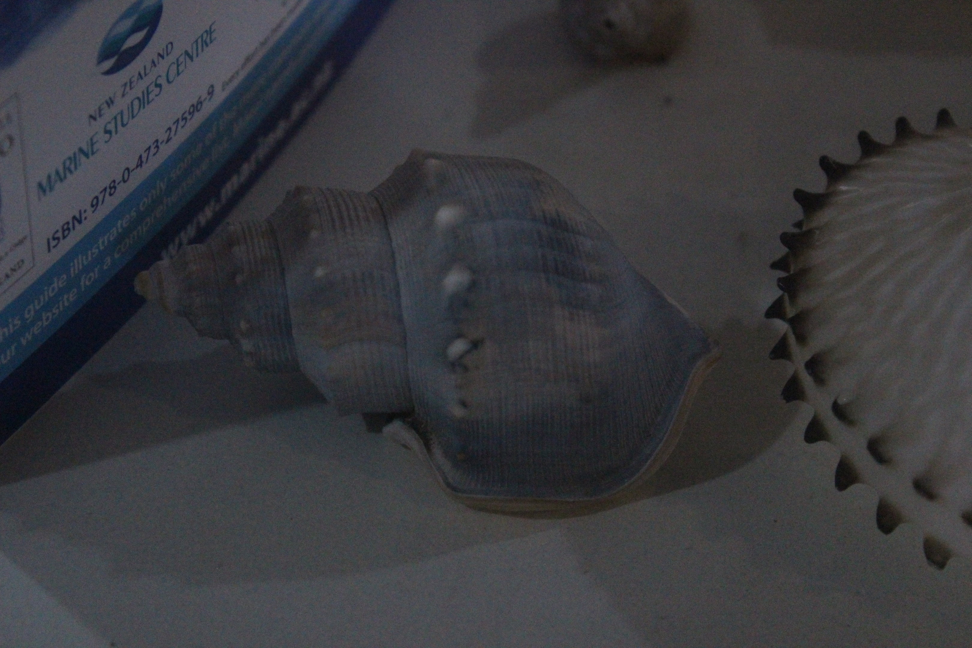 Blue-hued shell of marine snail, Wildlife Foxton Trust