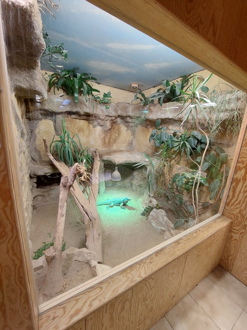 Blue iguana (Cyclura lewisi) exhibit