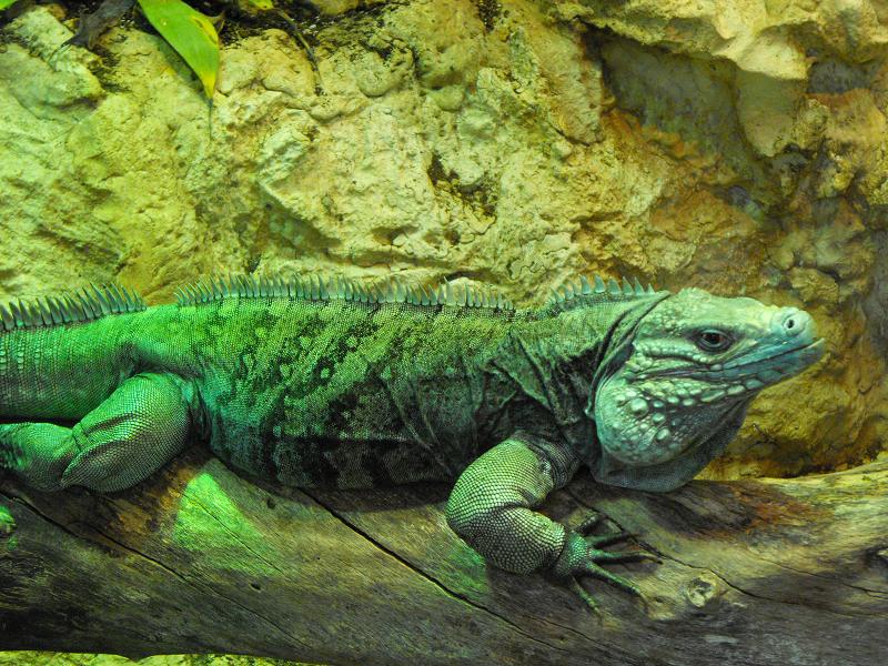 Blue Iguana (Cyclura lewisi)