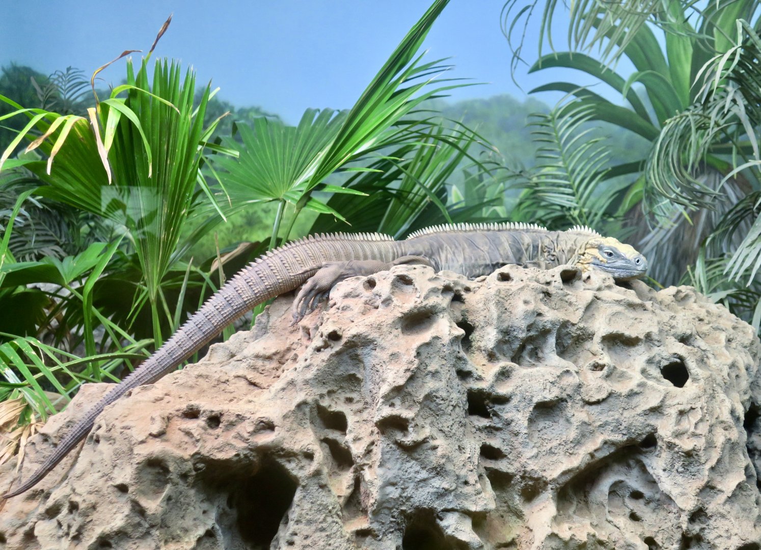 Blue Iguana (Cyclura lewisi)