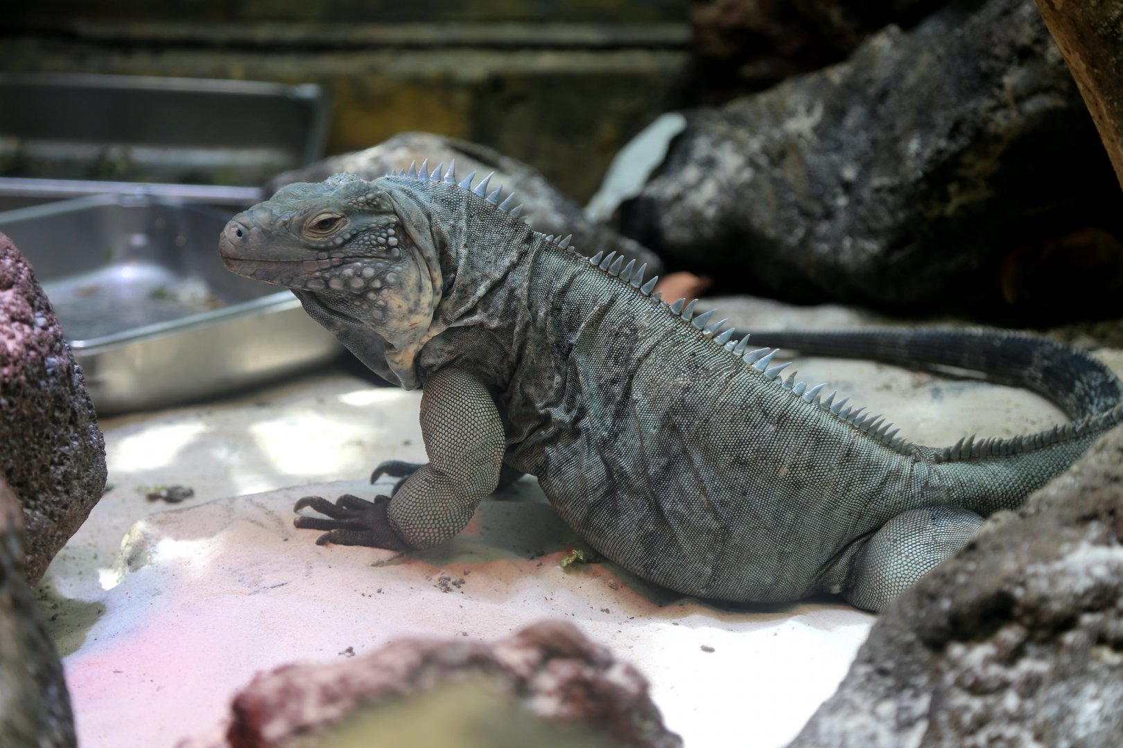 Blue Iguana (Cyclura lewisi)