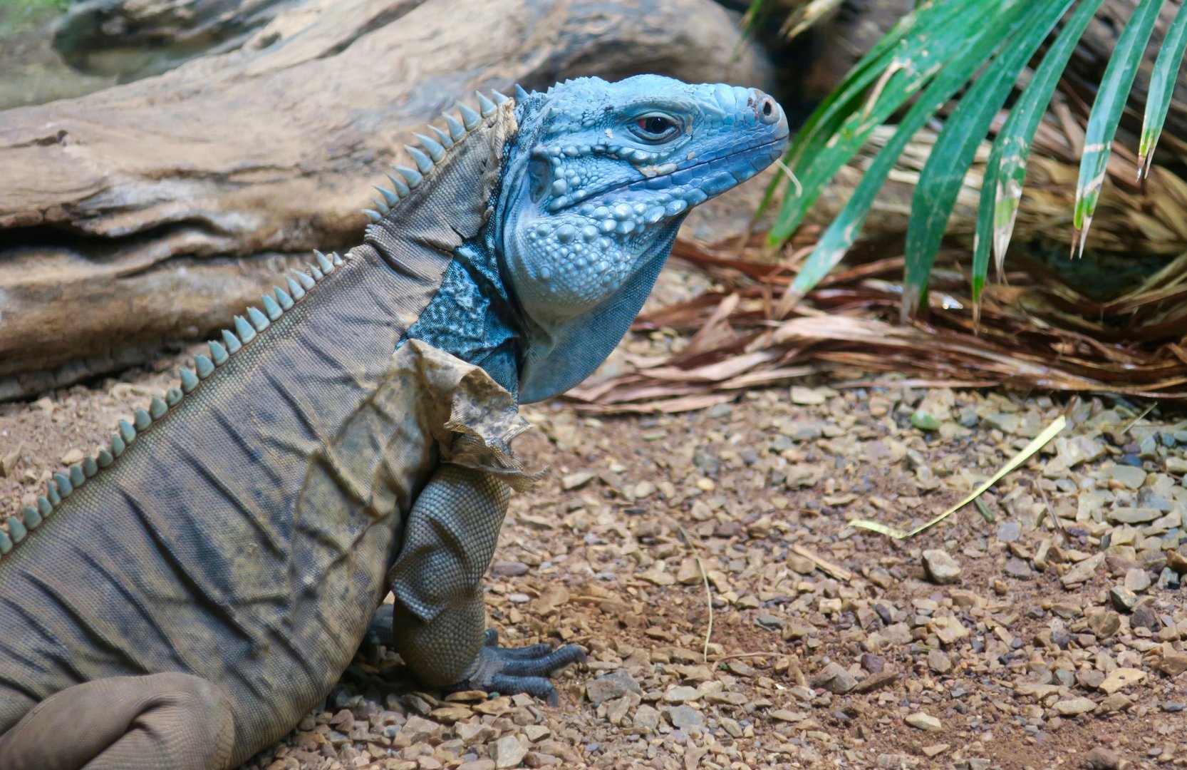 Blue Iguana (Cyclura lewisi)