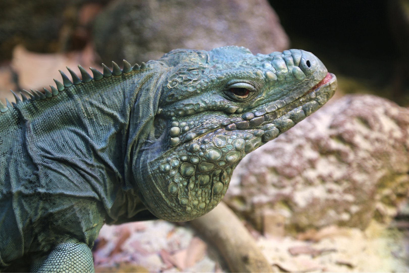 Blue Iguana (Cyclura lewisi)