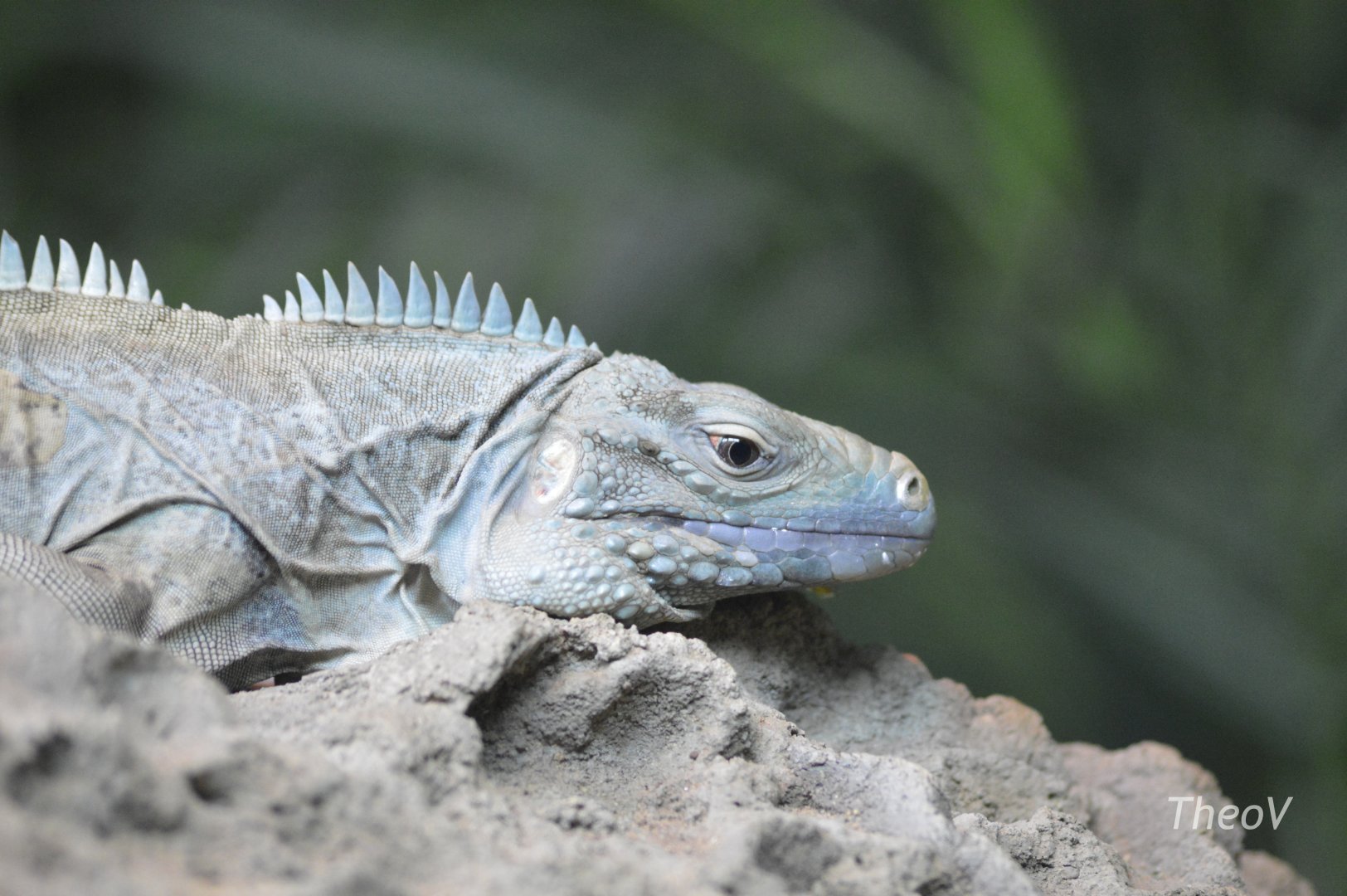 Blue iguana - World of Reptiles [2017]