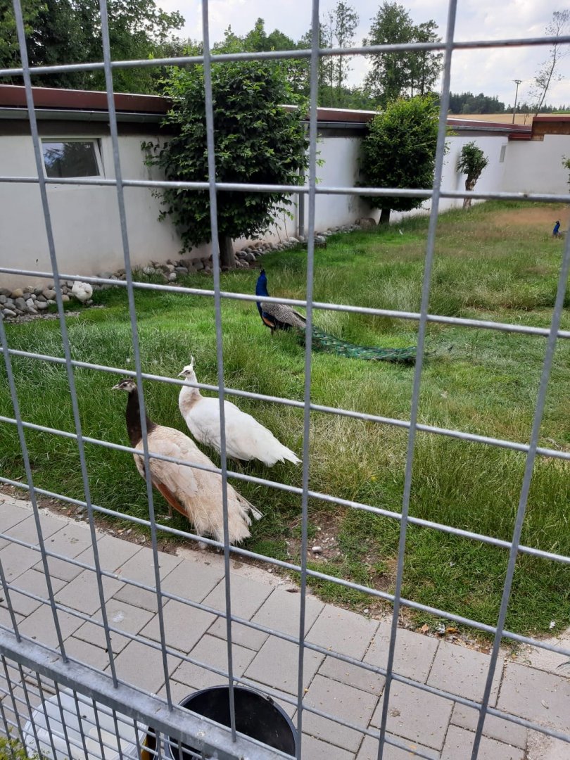 Blue Indian Peafowl and Domestic Chicken Enclosure