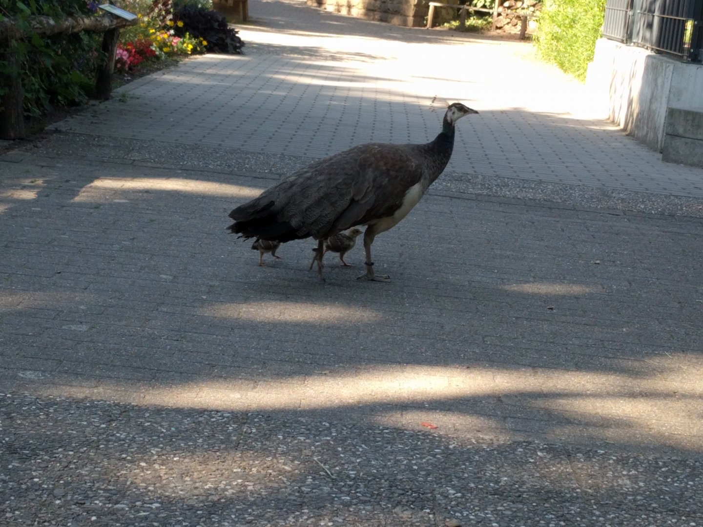 Blue Indian Peafowl with Chicks