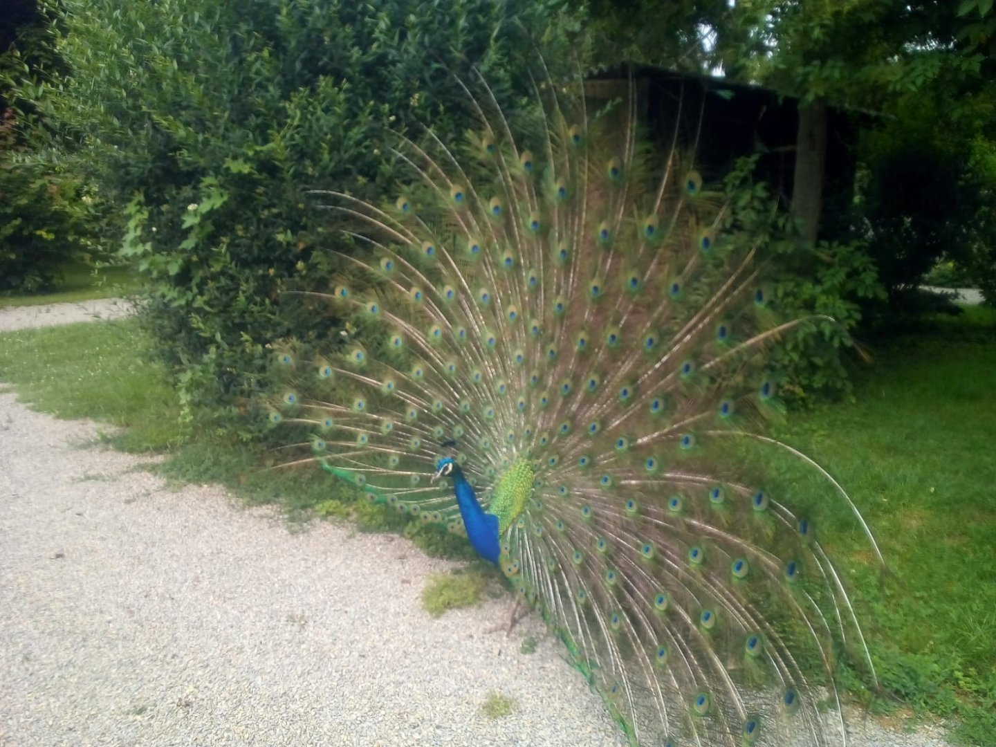 Blue Indian Peafowl